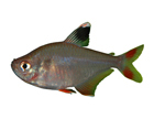 Харацидовые Characidae