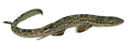 Кошачьи акулы Scyliorhinidae